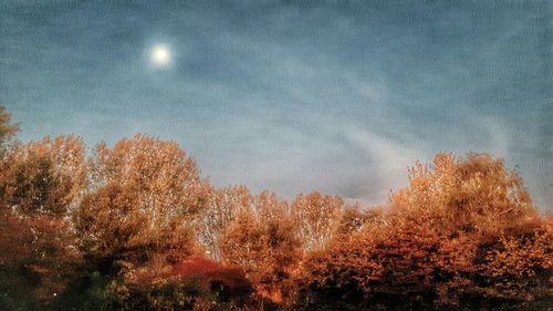 Low angle view of trees against sky at night