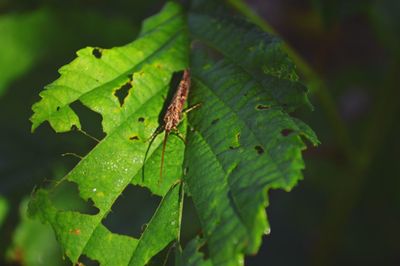 Close-up of insect on plant