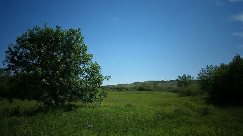 Scenic view of grassy field against blue sky