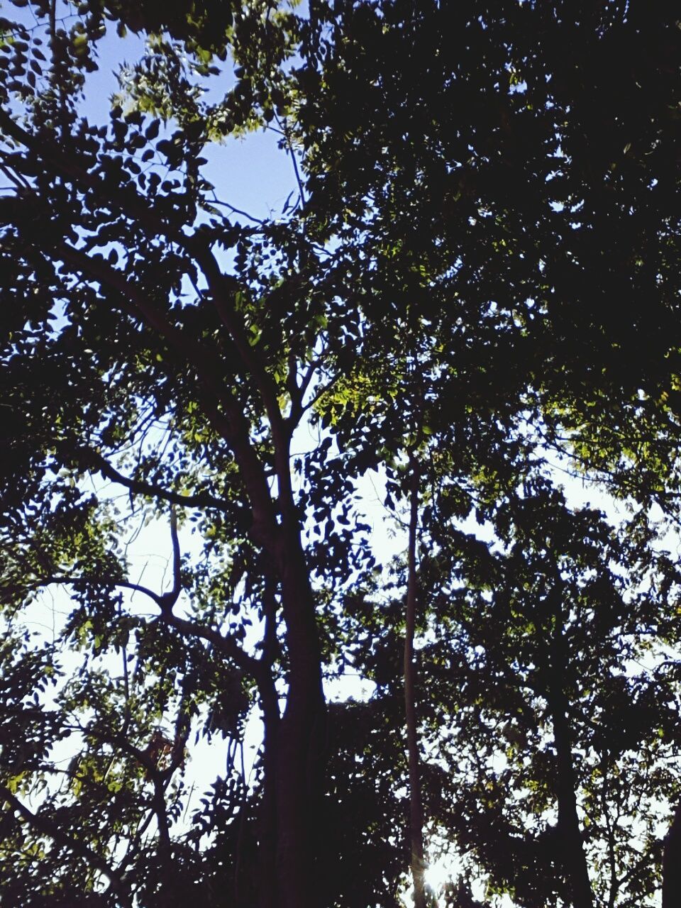 tree, low angle view, growth, tranquility, branch, nature, beauty in nature, tree trunk, forest, green color, scenics, sky, tranquil scene, day, sunlight, outdoors, no people, lush foliage, backgrounds, idyllic