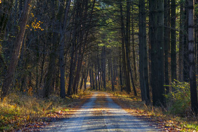 Road amidst trees in forest