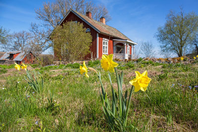 Flowering daffodil in a garden