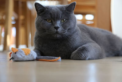 Close-up of cat sitting