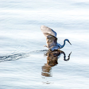 View of a bird in lake