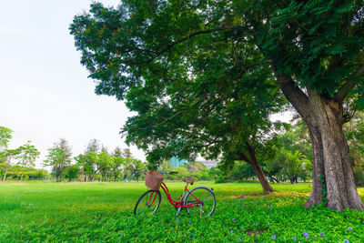 Man riding bicycle on grassy field