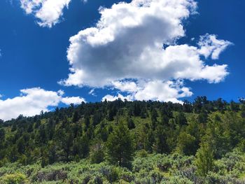 Low angle view of trees and plants against sky