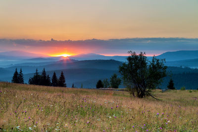 Scenic view of field against sky during sunset