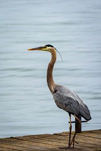 Gray heron perching on wood in lake