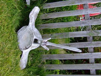 High angle view of lizard on wood