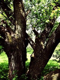 Trees in forest