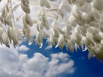 Low angle view of white flowers against sky