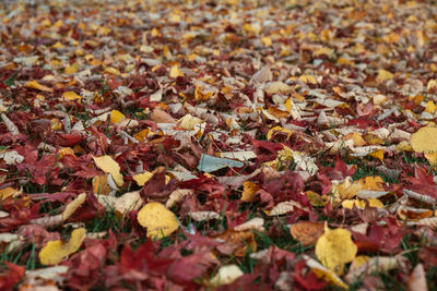 Full frame shot of dry autumn leaves