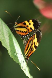 Close-up of butterfly on flower