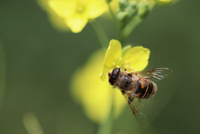 Close-up of insect on yellow flower