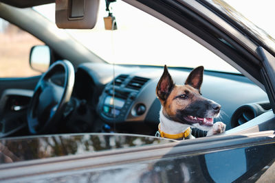 Dog looking through window in car