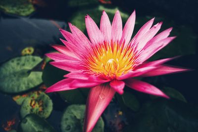 Close-up of pink water lily