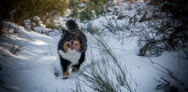 Dog on field during winter