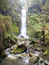 Scenic view of waterfall in forest