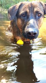 Close-up portrait of dog