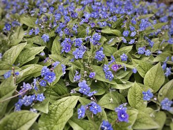 Close-up of fresh purple flowers