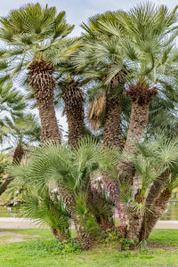 Palm trees growing on field against sky