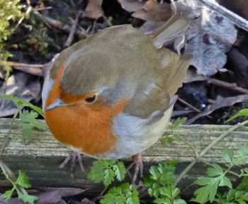 High angle view of a bird on field