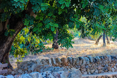 Stone wall by trees in forest