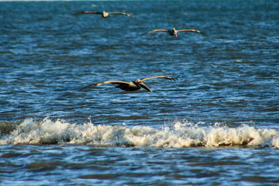 Seagull flying over sea