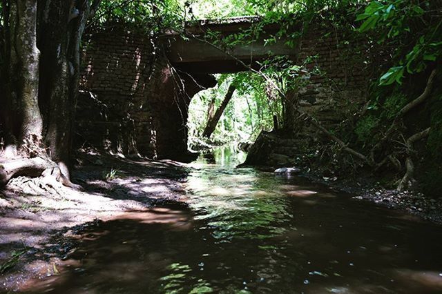 water, tree, built structure, waterfront, stream, plant, forest, flowing water, architecture, rock - object, nature, reflection, flowing, growth, day, tranquility, no people, river, outdoors, sunlight