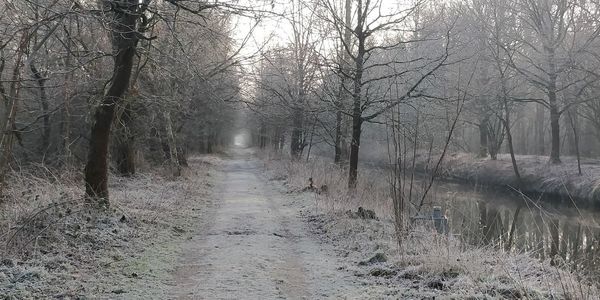 Bare trees in forest during winter