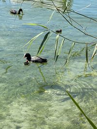 High angle view of ducks swimming in lake