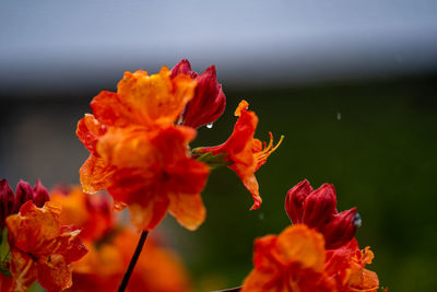 Close-up of red flowering plant