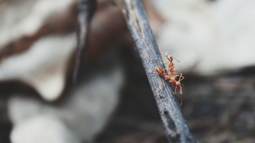 Close-up of ant marching