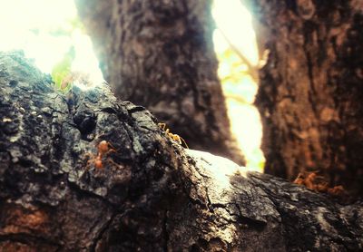 Close-up of tree trunk