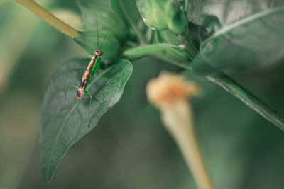 Close-up of insect on leaf