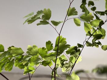 Close-up of fresh green leaves against sky