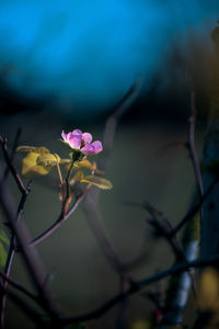 Close-up of pink flowering plant