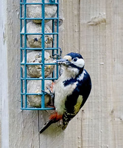 Close-up of bird in cage