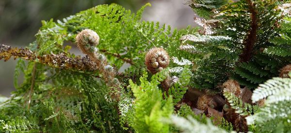 Close-up of fern growing on tree