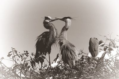 Low angle view of birds perching on tree against sky