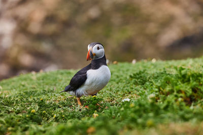 Puffin standing on a rock cliff . fratercula arctica 