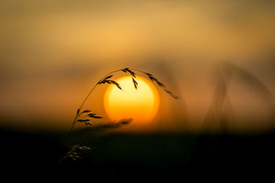 Close-up of orange flower against sky during sunset