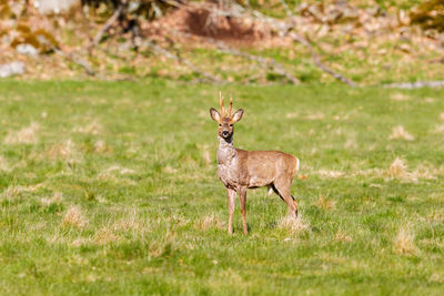 Deer standing on field