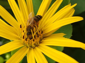 Close-up of bee pollinating yellow flower