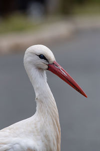 Close-up of a bird