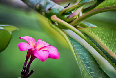 Close-up of pink flowering plant