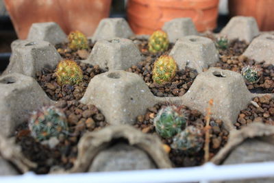 Close-up of food on potted plant