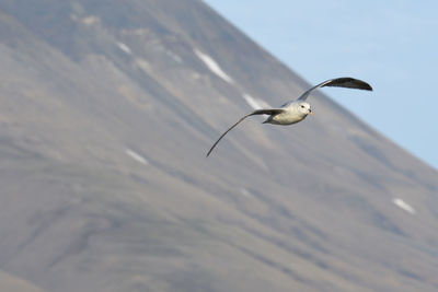 Seagull flying in the sky