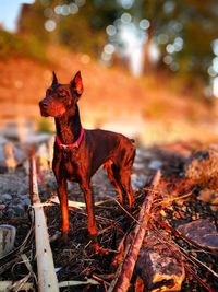 Doberman pinscher standing on field during sunset