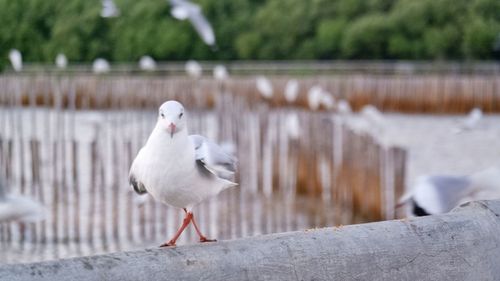 Seagull perching on wooden post